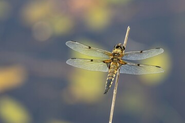 Four-spotted chaser (Libellula quadrimaculata), Lower Saxony, Germany, Europe