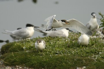 First flight tests of a young Sandwich Tern (Sterna sandvicensis), Texel, The Netherlands, Europe