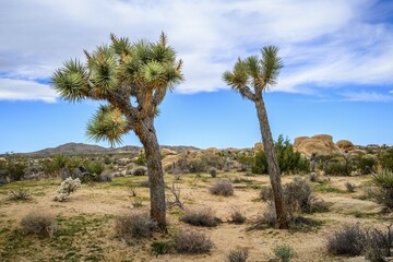 Joshua Tree (Yucca brevifolia), Desert Landscape, Arch Rock Nature Trail, White Tank Campground, National Park, Palm Desert, California, USA, North America