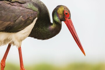Black stork (Ciconia nigra), portrait, Bács-Kiskun, Hungary, Europe