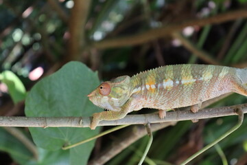 chameleon on a tree