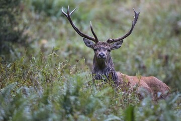Naklejka premium Red deer (Cervus elaphus) behind ferns, Stubai Valley, Tyrol, Austria, Europe