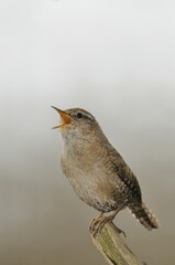 Wren (Troglodytes troglodytes)