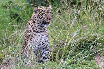 Leopard (Panthera pardus) lurking in the grass, Masai Mara, Kenya, Africa