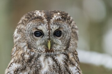 Tawny owl (Strix aluco), animal portrait, captive, Pilsen, Czech Republic, Europe