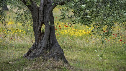 Fototapeta premium Old olive tree in front of a flower meadow, Venice, Italy, Europe