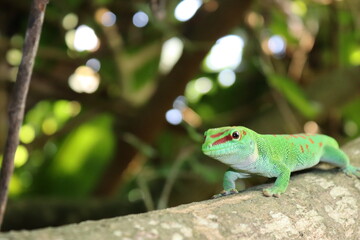 Green gecko
