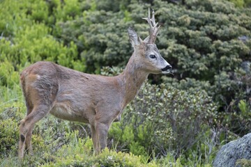 Roebuck (Capreolus capreolus) in its habitat, Stubai Valley, Tyrol, Austria, Europe