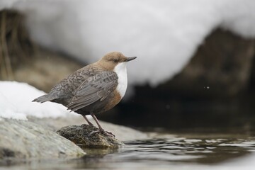 White-throated Dipper (Cinclus cinclus) on stone at mountain stream, Stubai Valley, Tyrol, Austria, Europe