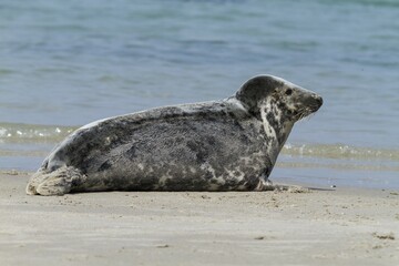 Grey Seal (Halichoerus grypus), Heligoland, Schleswig-Holstein, Germany, Europe © Edgar Löhr/imageBROKER