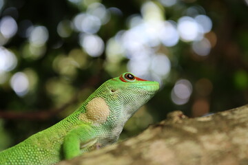 Green gecko