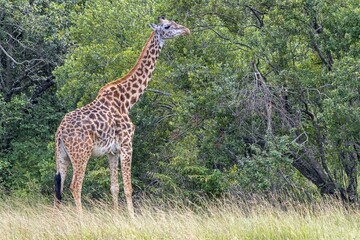 Obraz premium Giraffe (Giraffa camelopardalis), feeding from tree, Masai Mara, Kenya, Africa