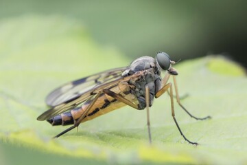 Snipe Fly (Rhagio sp.), perched on a leaf, South Wales, United Kingdom, Europe