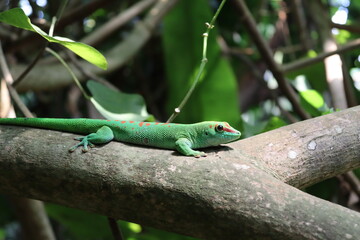 Green gecko