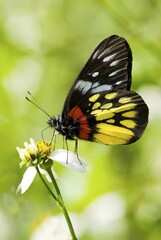 Redbase Jezebel butterfly (Delias pasithoe curasena)