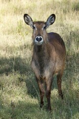 Defassa waterbuck (Kobus ellipsiprymnus defassa), female, Lake Nakuru National Park, Kenya, Africa