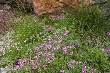 Dolomite cinquefoil (Potentilla nitida), Dolomites, Veneto, Italy, Europe