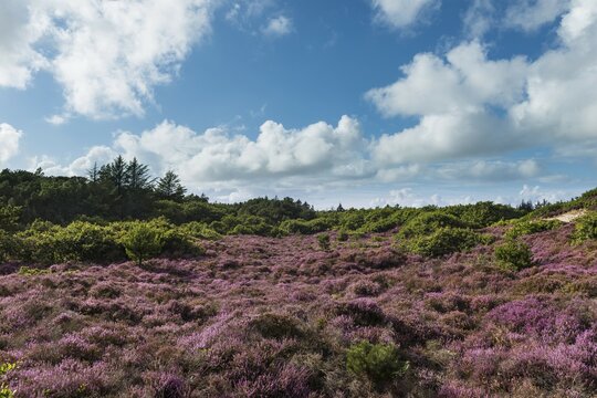 Heathland with flowering heather (Calluna vulgaris), Oksb&ouml;l, Region of Southern Denmark, Denmark, Europe