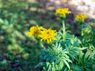 Yellow flowers in the garden close-up