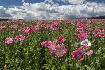 Opium poppy (Papaver somniferum), growing on a field, cloudy sky, Germerode, Hesse, Germany, Europe
