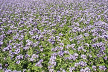Obraz premium Phacelia Phacelia tanacetifolia used as organic fertilizer or green dung on a acre