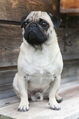 A pug sitting on a wooden bench