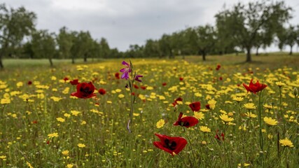 Olive plantation with blooming flowers and a gladiolus (Gladiolus dubius), Venice, Italy, Europe