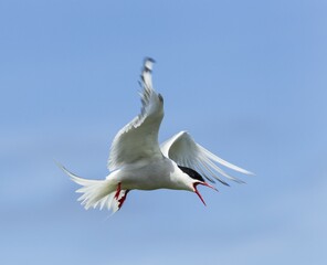 Common Tern (Sterna hirundo), Farne Islands, Northumberland, England, United Kingdom, Europe