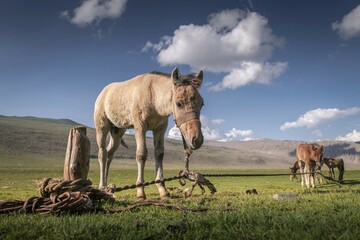 Obraz premium Baby foal waiting for its mother. Western Mongolia. Summertime