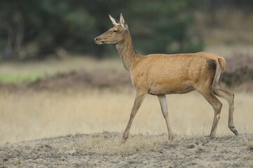 Red Deer (Cervus elaphus), deer rut, Hoge Veluwe National Park, Gelderland, Netherlands, Europe