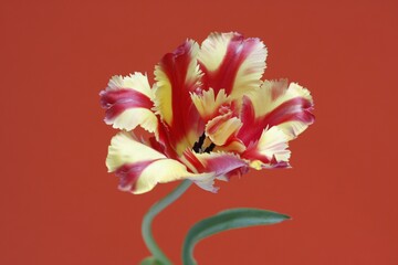 Tulip (Tulipa)