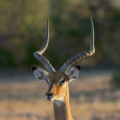 Impala (Aepyceros melampus), portrait, Ol Pejeta Reserve, Kenya, Africa