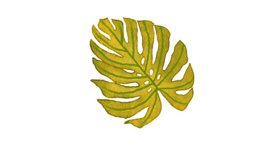 vector illustration of a monstera  leaf
