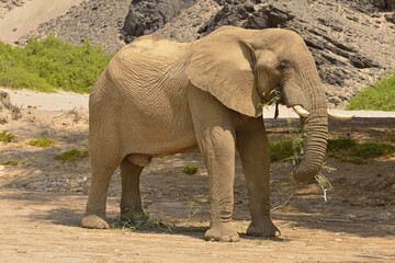Fototapeta premium Namibian desert elephant (Loxodonta africana), bull eating, Hoanib River, Namib Desert, Kaokoland, Kaokoveld, Kunene region, Namibia, Africa