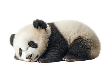 Adorable Sleeping Panda Cub On Black Background