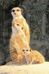 Meerkats (Suricata suricatta), with young, native to Africa, captive