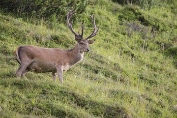 Red deer (Cervus elaphus) with velvet antlers, Stubai Valley, Tyrol, Austria, Europe