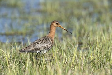 Black-tailed godwit (Limosa limosa) in wetland, Dümmer Lake, Diepholz district, Lower Saxony, Germany, Europe