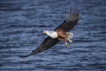 African fish eagle (Haliaeetus vocifer) flying with fish over water, Chobe River, Chobe National Park, Botswana, Africa