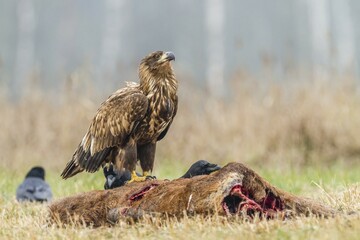 Young Eagle (Haliaeetus albicilla), with ravens (Corvus corax) on dead deer, Masuria, Poland, Europe