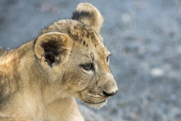 Lion (Panthera leo), young, 3 months, captive