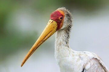Yellow-billed stork (Mycteria ibis) portrait, side view, Masai Mara, National park, Kenya, Africa