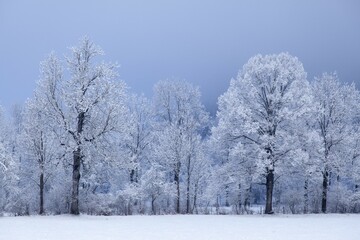 Snow covered trees with fog, near Lenggries, Upper Bavaria, Bavaria, Germany, Europe