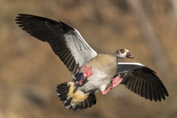 Egyptian Goose (Alopochen aegyptiaca) approaching, Hesse, Germany, Europe