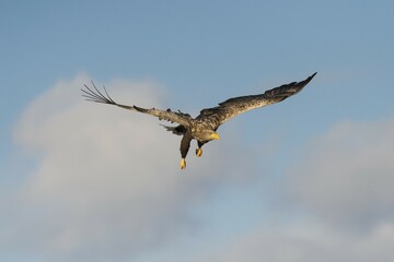 White-tailed eagle (Haliaeetus albicilla) in flight, Flatanger, Nord-Trøndelag, Norway, Europe