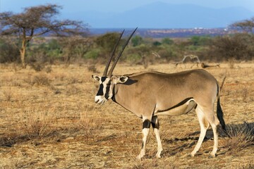East African oryx or beisa (Oryx beisa), Samburu National Reserve, Kenya, Africa