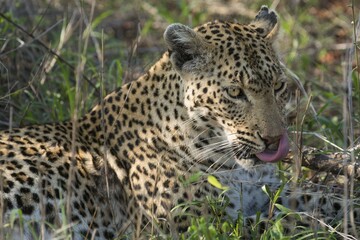 Leopard (Panthera pardus), female, portrait, lying in grass, Sabi Sands Game Reserve, Mpumalanga,...