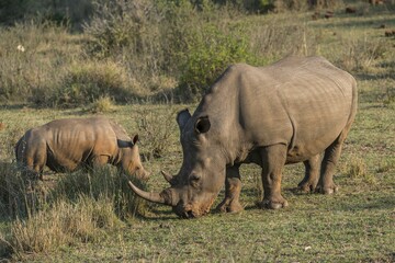 Fototapeta premium Grazing White Rhinoceroses (Ceratotherium simum), Soutpansberg, South Africa, Africa