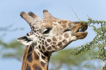 Rothschild's Giraffe (Giraffa camelopardalis rothschildi), portrait, feeding on an acacia tree, Lake Nakuru National Park, Kenya, Africa © Erich Schmidt/imageBROKER