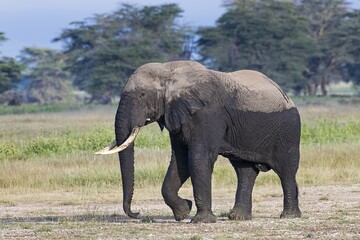 Obraz premium African elephant (Loxodonta africana) after the mud bath, Amboseli National Park, Kenya, East Africa, Africa